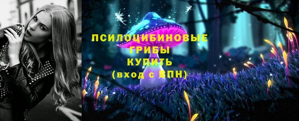 стаф Аркадак
